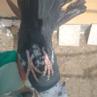 کفتر|پرنده|بروجرد, |دیوار