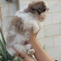 توله شیتزو سوپرفلت تری کالر اصیل سایز صفر