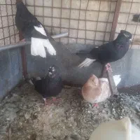 کبوتر دم سفید