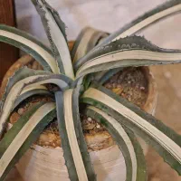 آگاو امریکن