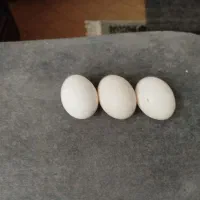 هیلکه... م تخم گلین