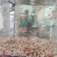 ماهی آکواریوم گوپی|ماهی|اهر, |دیوار