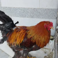خروس برهما