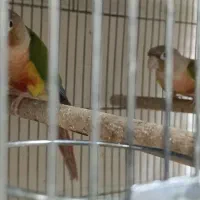 جفت گرینچیک راهب خورشیدی ملنگوآناناسی اکستریم رد