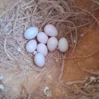 چند جفت فنچ مولد|پرنده|شیراز, شهرک کوشکک|دیوار