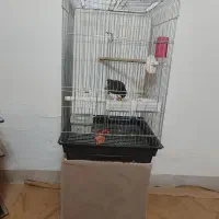 فروش مینا سخنگو