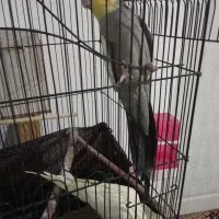 دو جفت عروس هلند سالم نر ماده|پرنده|شبستر, |دیوار