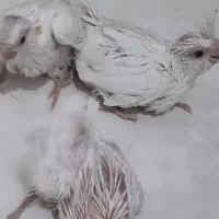 عروس هلندی|پرنده|زهک, |دیوار