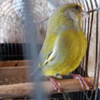 فروش سهره سبز نر درشت رام رام|پرنده|کازرون, |دیوار