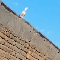 کفتر شامی|پرنده|سلامی, |دیوار