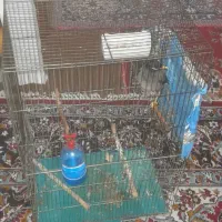 مینا سخنگو|پرنده|تهران, مسعودیه|دیوار