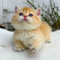 گربه مانچکین گلدny12