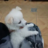 سگ پامرروباهی|سگ|مشهد, ایثارگران|دیوار