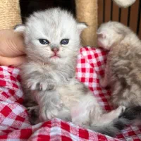 گربه سیلور تبی اسکاتیش|گربه|چالوس, |دیوار