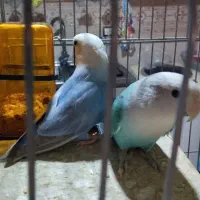 پرنده کوتوله