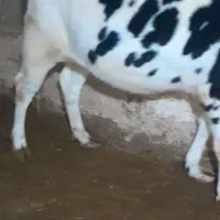 گاو تلیسه آبستن هلیشتاین