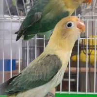 کوتوله فیشر تازه دون خور همه رنگ