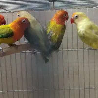 گرینچیک.خورشیدی.برزیلی.ردچیک.عروس|پرنده|تهران, شهرک استقلال|دیوار