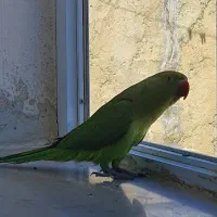 فروش طوطی نر ملنگو ۹ماهه همراه قفس و وسایل