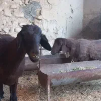 ۲عدد میش نژاد همو خونگیری شده|حیوانات مزرعه|وراوی, |دیوار