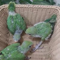 جوجه ملنگو سبز سرلاکی