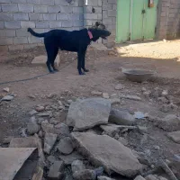 سگ سرابی ۱۲ ماهه