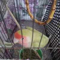 طوطی برزیلی