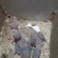 یک جفت طوطی برزیلی رخ هلوئی(دم کاربنی)