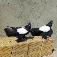 کبوتر قره کوینح . پاپر  یک جفت
