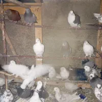 کبوتر|پرنده|پاکدشت, پاکدشت (مامازند)|دیوار