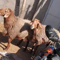 ۲ راس بره نر