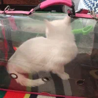 گربه