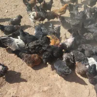 مرغ تخمگذار محلی - مزرعه روستایی+ هدیه مرغ و جوجه.|حیوانات مزرعه|شیراز, کودیان|دیوار