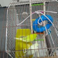 پرنده فروشی