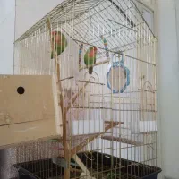 طوطی برزیلی