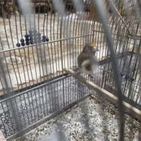 سهره کرمانی ماده آماده|پرنده|برخوار, |دیوار