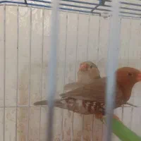 فنج فول اورنج|پرنده|اهواز, کوی مندلی(سه راه خرمشهر)|دیوار