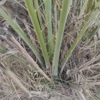 دمیت|گل و گیاه طبیعی|سعدآباد, |دیوار