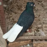 ‌دم‌ سفیدجفت اشعل ویه ماده سرخ دم سفیدخال سیاه|پرنده|کارون, |دیوار