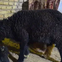 بره نر