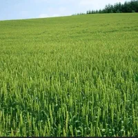 زمین کشاورزی در روستایی قلعه جوق بلا دست  کوراییم