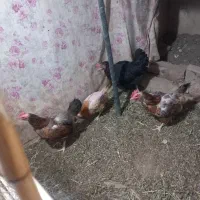 مرغ تخمگذار