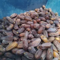خرما موجود سراوان ربی بارنگنو
