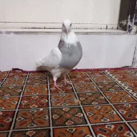 ۵ عدد کفتر زاغ المانی، طوقی الماسی، خال شصتی|پرنده|مشهد, قائم|دیوار