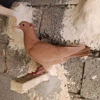 زرد گوک ماده کلاهی