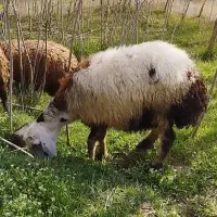 بره قوچ پلنگی