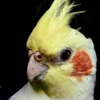 عروس هلندی تازه دونخور آماده حرف زدن