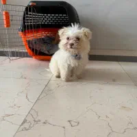 شیتزو شیطون بلا