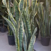 سانسوریا سطل هفت شمشیری ابلق لب طلایی|گل و گیاه طبیعی|قم, نیروگاه|دیوار