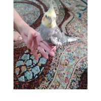 عروس هلندی|پرنده|گلستان (تهران), |دیوار